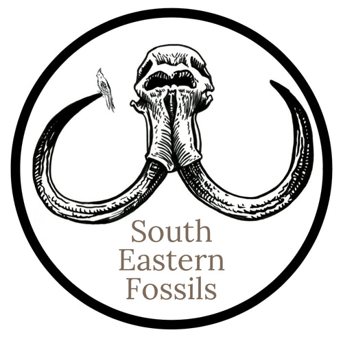 southeasternfossils